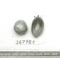 Click for 1 image(s) for this accession. FRUIT